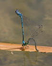 Coenagrion puella